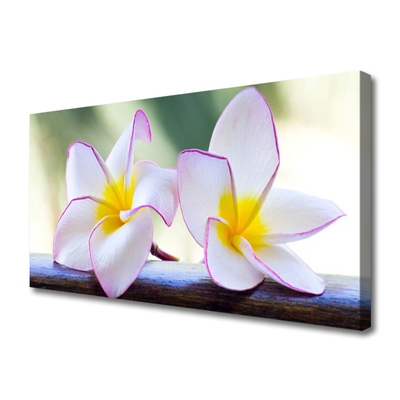 Foto op canvas Plumeria bloemblaadjes