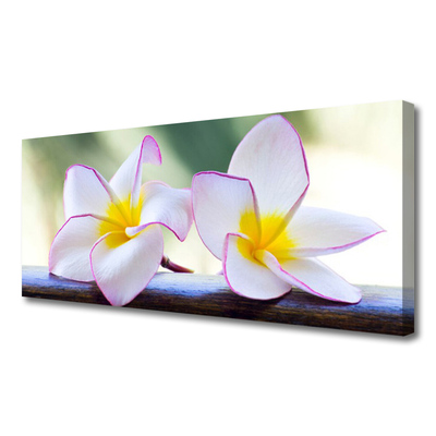 Foto op canvas Plumeria bloemblaadjes