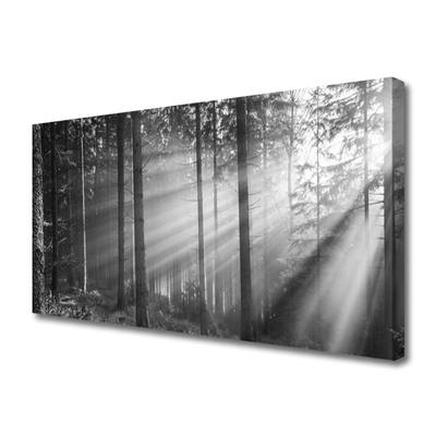 Foto op canvas Natuur bos zonnestralen