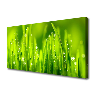 Foto op canvas Green grass dew drops