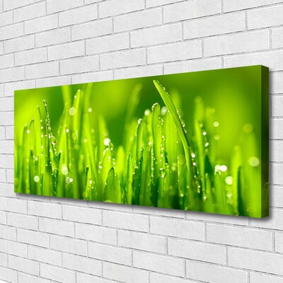 Foto op canvas Green grass dew drops