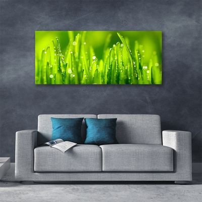 Foto op canvas Green grass dew drops