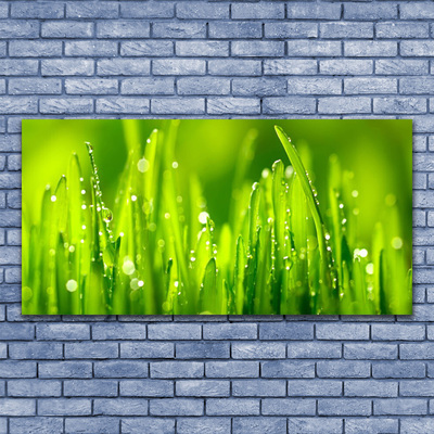 Foto op canvas Green grass dew drops