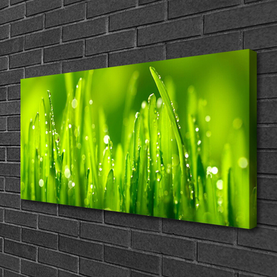 Foto op canvas Green grass dew drops