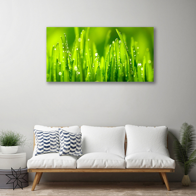 Foto op canvas Green grass dew drops