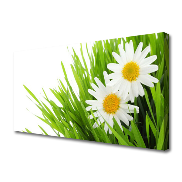 Foto op canvas Daisy flower nature