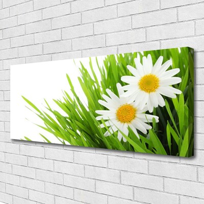 Foto op canvas Daisy flower nature