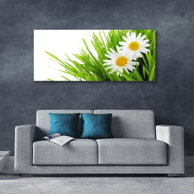 Foto op canvas Daisy flower nature