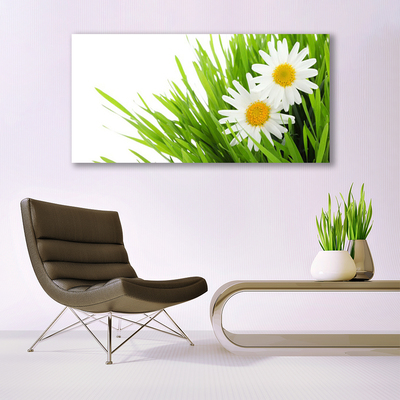 Foto op canvas Daisy flower nature