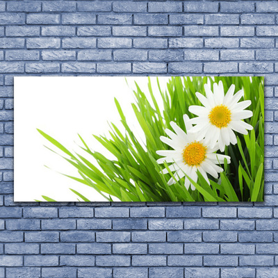 Foto op canvas Daisy flower nature