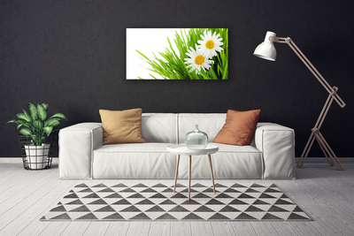 Foto op canvas Daisy flower nature