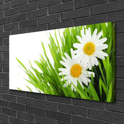 Foto op canvas Daisy flower nature