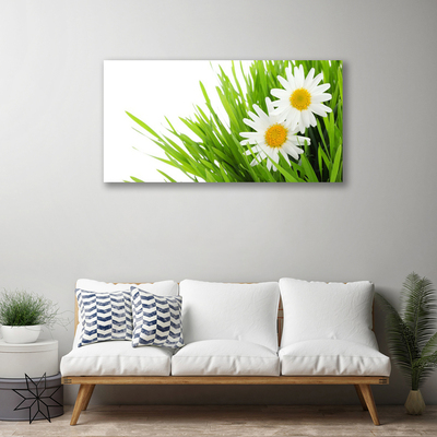 Foto op canvas Daisy flower nature