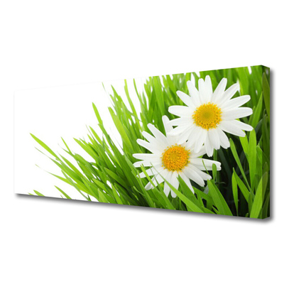 Foto op canvas Daisy flower nature