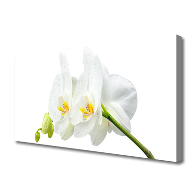 Foto op canvas Bloemblaadjes witte orchidee