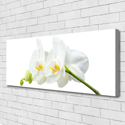 Foto op canvas Bloemblaadjes witte orchidee