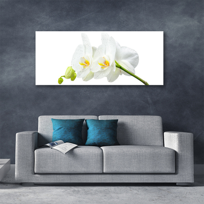 Foto op canvas Bloemblaadjes witte orchidee