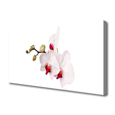 Foto op canvas Orchideebloemen nature