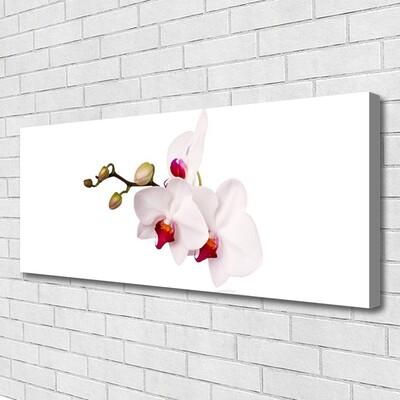 Foto op canvas Orchideebloemen nature