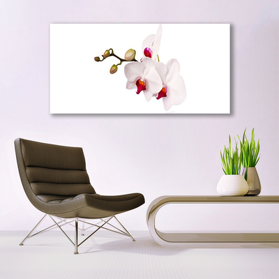 Foto op canvas Orchideebloemen nature