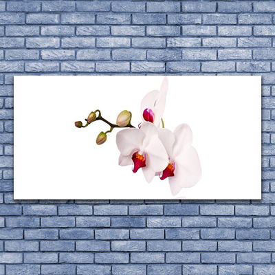 Foto op canvas Orchideebloemen nature