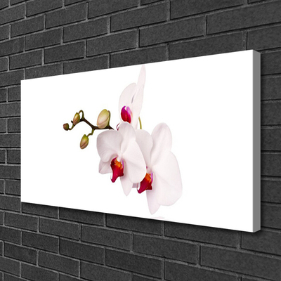 Foto op canvas Orchideebloemen nature