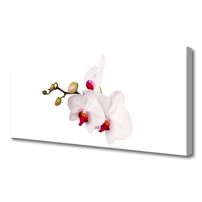 Foto op canvas Orchideebloemen nature