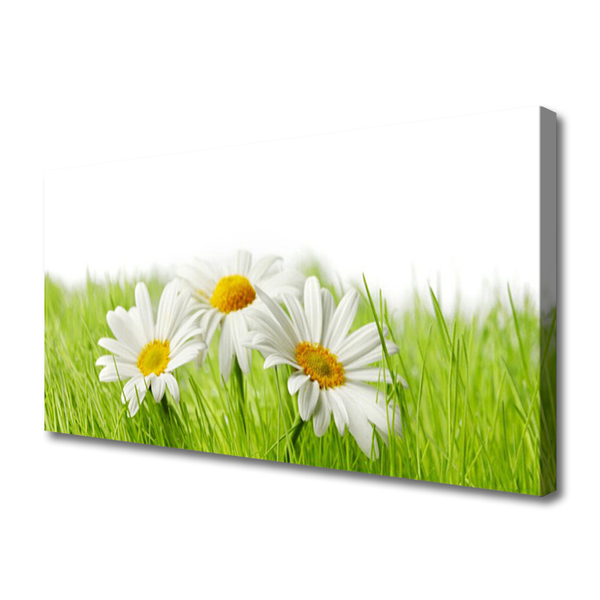 Foto op canvas Daisy flowers plant