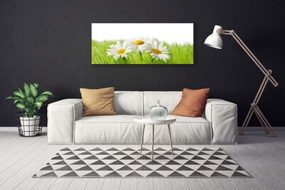 Foto op canvas Daisy flowers plant