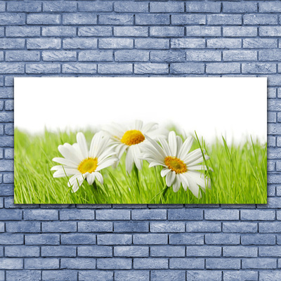 Foto op canvas Daisy flowers plant