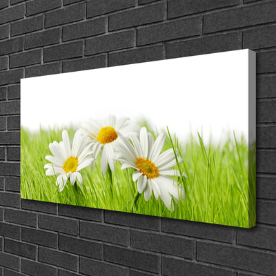 Foto op canvas Daisy flowers plant