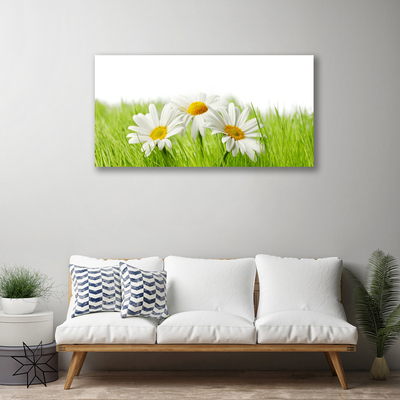 Foto op canvas Daisy flowers plant