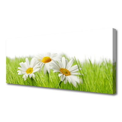 Foto op canvas Daisy flowers plant