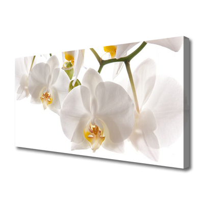 Foto op canvas Orchideebloemen nature