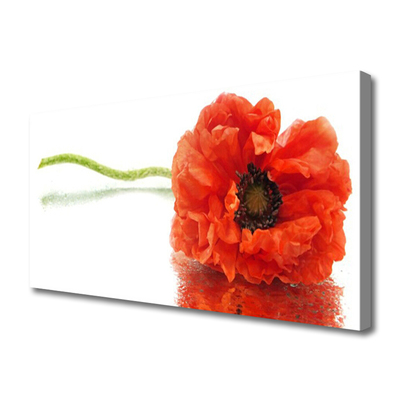 Foto op canvas Bloemen nature nature