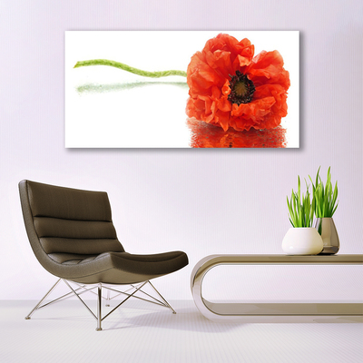 Foto op canvas Bloemen nature nature