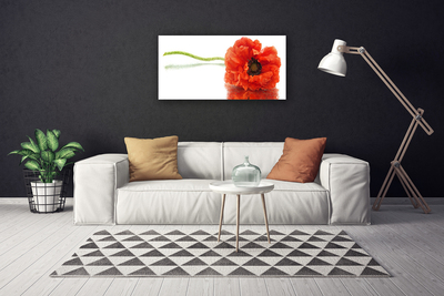 Foto op canvas Bloemen nature nature