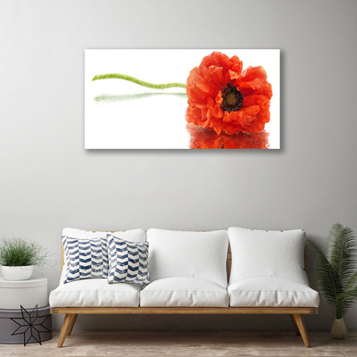 Foto op canvas Bloemen nature nature