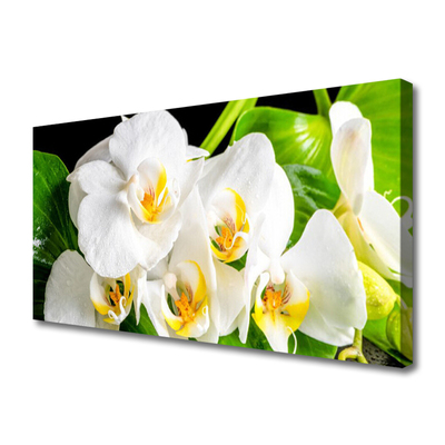 Foto op canvas Orchideebloemen nature