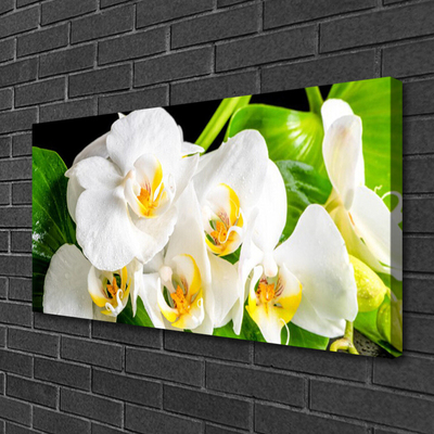 Foto op canvas Orchideebloemen nature