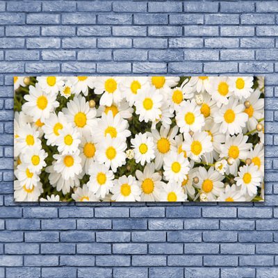 Foto op canvas Madeliefjes bloemen