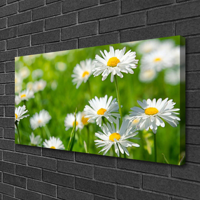 Foto op canvas Daisy flower plant