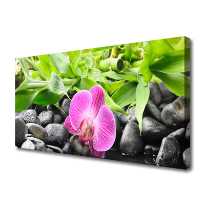 Foto op canvas Orchideebloemen plant