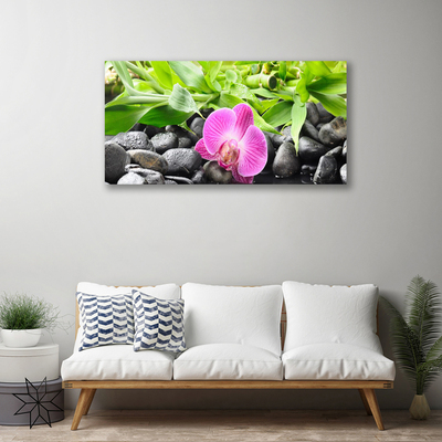 Foto op canvas Orchideebloemen plant