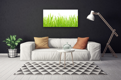 Foto op canvas Grass nature plant
