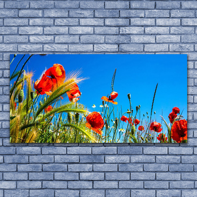 Foto op canvas Poppies gebied van het gras