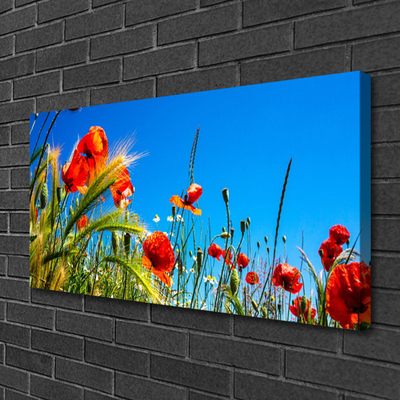 Foto op canvas Poppies gebied van het gras