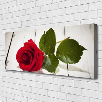 Foto op canvas Rose flower plant natuur