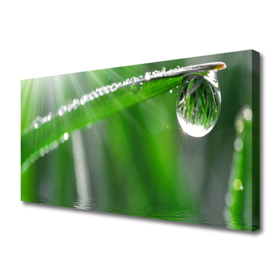 Foto op canvas Dew drop gras van het blad