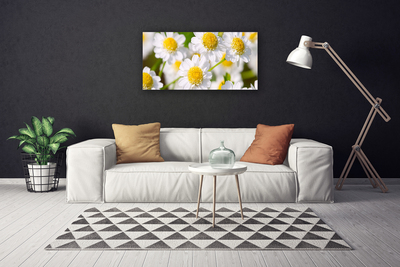 Foto op canvas Daisy flowers nature